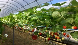 Why bag colour influences yield of strawberries